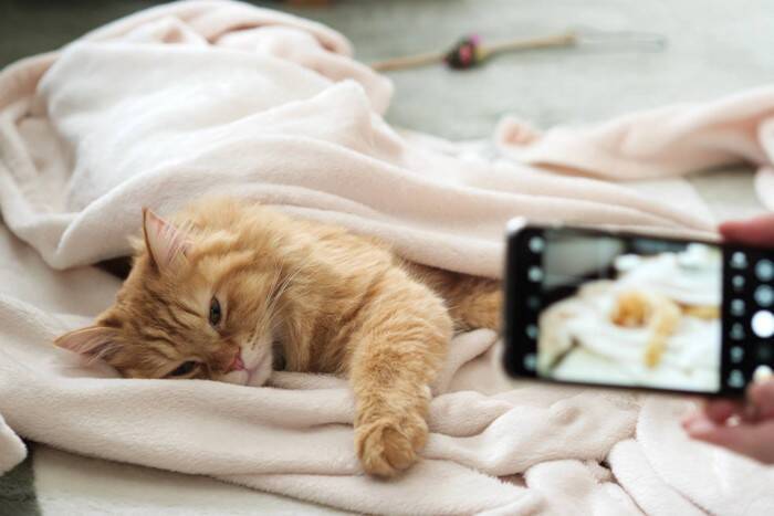 猫の『歩き方がおかしい』と思ったら疑うべき6つの原因　ふらつく、足をつかない…病気やけがのせい？