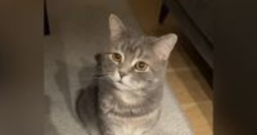 夜遅くまで起きていたら、『様子を見に来た猫』…胸がきゅっとなる『愛おしすぎる表情』が170万再生「心なしか心配してる目つきｗ」「泣いた」