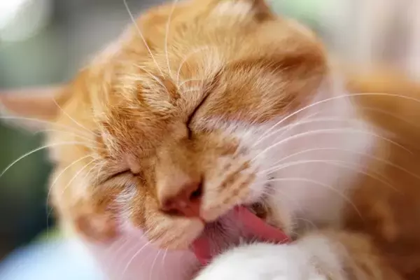 猫が『驚いたキモチ』を抑えるためにしている行動3つ　心を落ち着かせたい愛猫への適切な接し方も