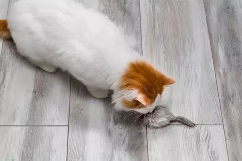 猫に触れさせてはいけない『危ないおもちゃ』3つの特徴　思わぬ事故に繋がる可能性も