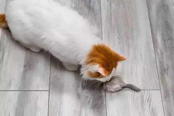 猫に触れさせてはいけない『危ないおもちゃ』3つの特徴　思わぬ事故に繋がる可能性も