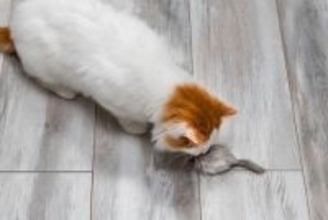 猫に触れさせてはいけない『危ないおもちゃ』3つの特徴　思わぬ事故に繋がる可能性も