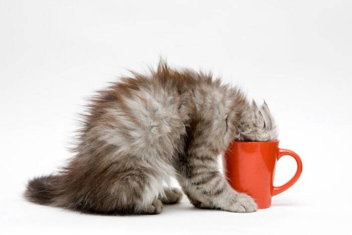 猫に触れさせてはいけない『危ないおもちゃ』3つの特徴　思わぬ事故に繋がる可能性も