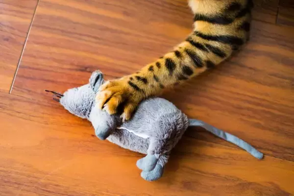 猫が『扉の下から手を入れてくる』理由3つ　無視してもいいの？対処法まで解説