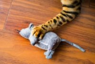 猫が『扉の下から手を入れてくる』理由3つ　無視してもいいの？対処法まで解説