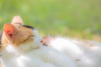 人が見習いたくなる『猫の性格や習性』4選　マイペースな理由や取り入れたいヒント