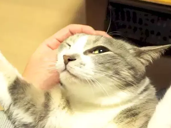 膝の上で仰向けになってくつろぐ猫……思わず笑ってしまう『無防備すぎるポーズ』が13万再生「見ていて飽きない」「手が可愛い」と絶賛
