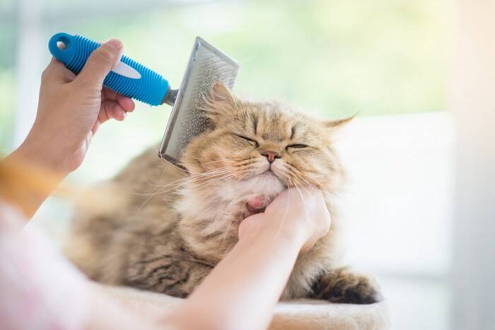 猫の毛が服に付きづらくなる『洗濯』のコツ7選　活用できるアイテムや抜け毛の予防策もご紹介