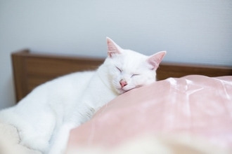 猫が『飼い主の枕』を使って寝たがる理由3つ　隠されている心理や上手な対処法もご紹介