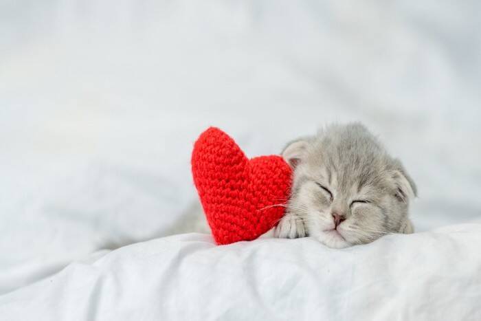 猫が『飼い主の枕』を使って寝たがる理由3つ　隠されている心理や上手な対処法もご紹介