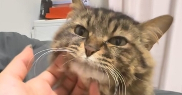 顎をなでなでされるキジトラ猫→段々と『とろけていった』結果…表情の変化が可愛すぎると１万いいね「ありゃぁぁ」「信じられないほど可愛い」