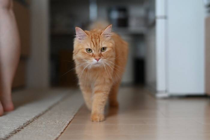 猫が『尊敬している人』にだけみせるサイン5選　リスペクトされる人の共通点や頼られるための心得