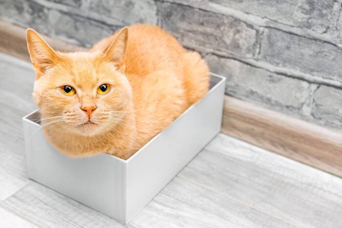 『大人になっている猫』をお迎えするメリット4選　成長後だからこそわかることや子猫との違いを解説