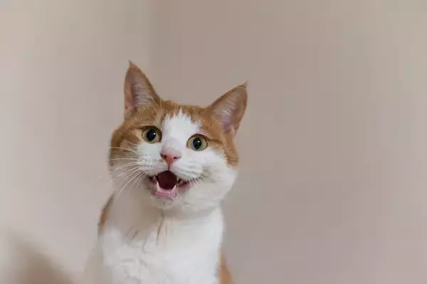 猫が『長く鳴いている』ときに考えられる意味3つ　どんな心理が考えられる？気持ちを読み取るヒントも