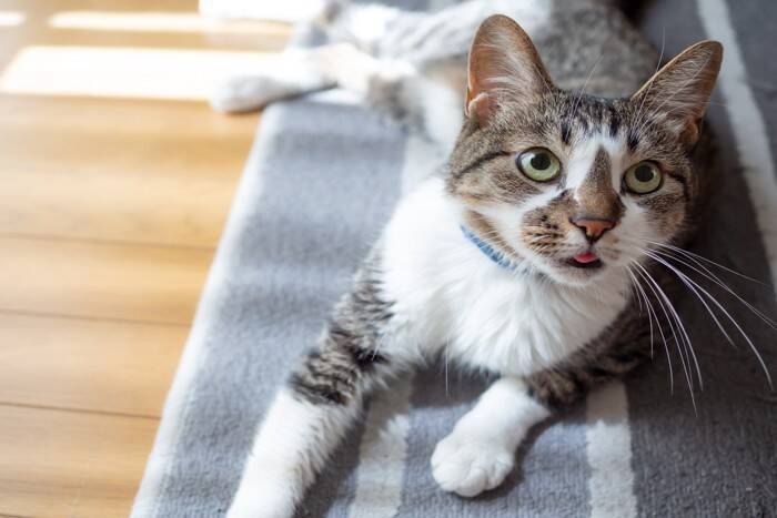 猫が『長く鳴いている』ときに考えられる意味3つ　どんな心理が考えられる？気持ちを読み取るヒントも