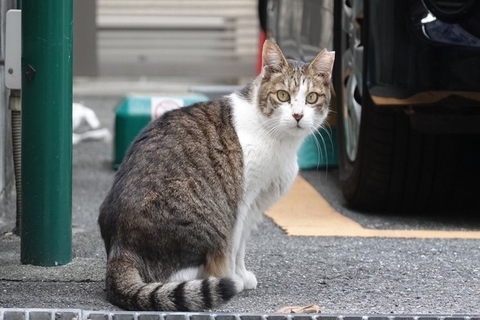 猫が『ブチギレる前』にあらわれるサイン3つ　怒りを鎮める方法はある？接し方のポイントも
