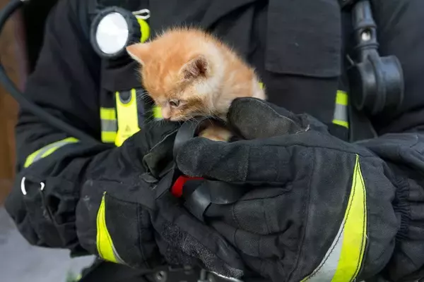 「ねこねこネットワーク」の仕業か？　「9.11追悼式典」最中に救出された野良の子猫が、その場で観客に引き取られて家族になる　　米国