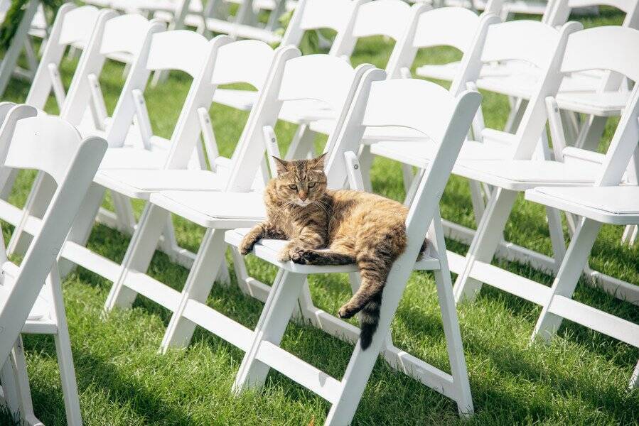 「ねこねこネットワーク」の仕業か？　「9.11追悼式典」最中に救出された野良の子猫が、その場で観客に引き取られて家族になる　　米国