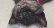 子猫を飼うことに最後まで反対していたパパ→そばに子猫がやってくると…まさかの展開に1万いいね「分かってるぅ」「いちばんチョロかったｗ」
