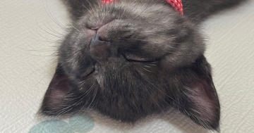 子猫を飼うことに最後まで反対していたパパ→そばに子猫がやってくると…まさかの展開に1万いいね「分かってるぅ」「いちばんチョロかったｗ」