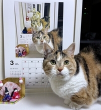 毎年カレンダーの前で『猫を撮影し続けた』結果…『素敵すぎるアイデア』に絶賛の声続出！761万表示「発想が凄い」「撮るのが楽しみだね」