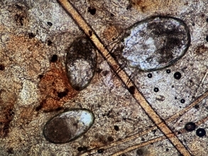 猫に寄生する『耳ダニ』が引き起こす5つの症状　発症のサインや感染対策まで解説