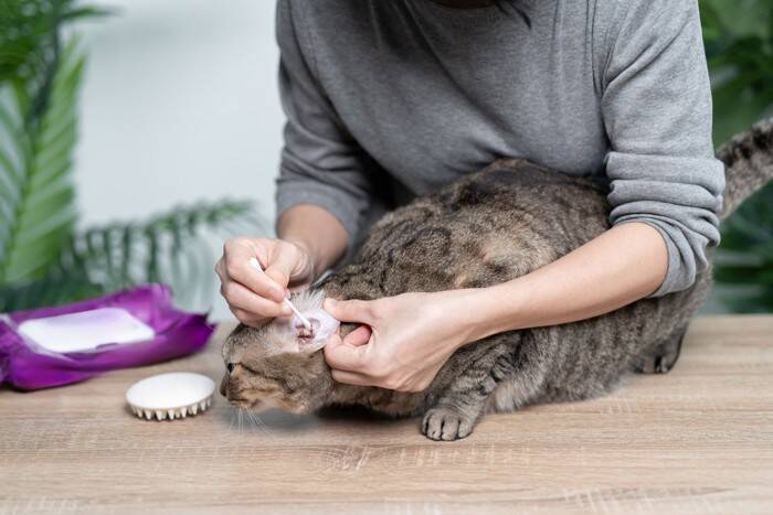 猫に寄生する『耳ダニ』が引き起こす5つの症状　発症のサインや感染対策まで解説