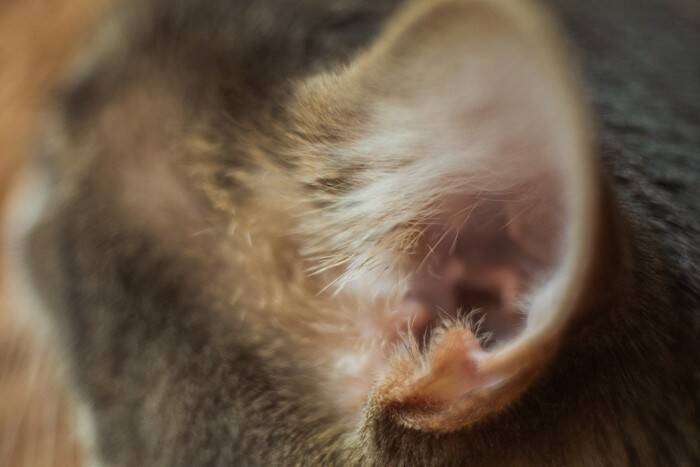 猫に寄生する『耳ダニ』が引き起こす5つの症状　発症のサインや感染対策まで解説