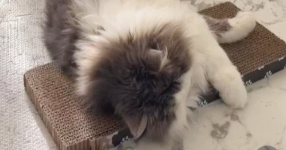 寒い朝、寝ている猫のもとにやって来た『女の子』→持ってきたものを見ると…尊すぎて泣ける瞬間が11万再生「優し～～い」「思わず感動した」