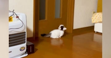 扉に向かって鳴いていた子猫→『飼い主さんを見つけた』次の瞬間…かわいすぎる光景が26万再生「にゃん生1周目感がたまらん」「泣けてくる」