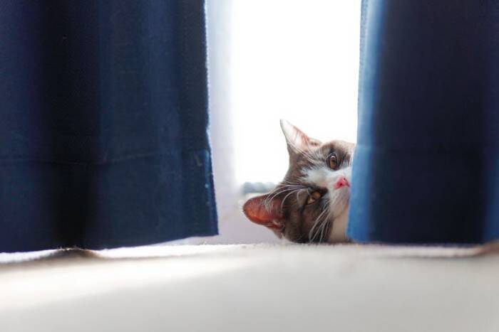 猫の『体内時計』がズレない理由4つ　規則正しい習慣の秘密や生活リズムを合わせるコツ