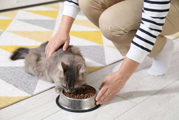 猫の『体内時計』がズレない理由4つ　規則正しい習慣の秘密や生活リズムを合わせるコツ