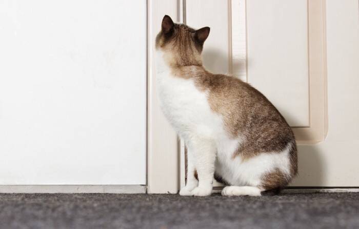 猫があなたの『足を噛んでくる』ときの理由5つ　なぜ狙ってくるの？正しい対処法まで解説