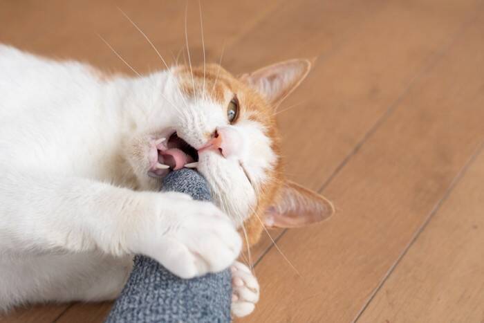猫があなたの『足を噛んでくる』ときの理由5つ　なぜ狙ってくるの？正しい対処法まで解説