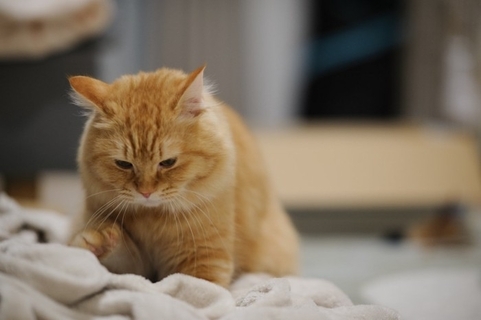 猫が寝るときにする『ナイトルーティン』7選　眠くなってきたサイン？行動の意味も解説