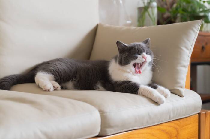 猫が寝るときにする『ナイトルーティン』7選　眠くなってきたサイン？行動の意味も解説