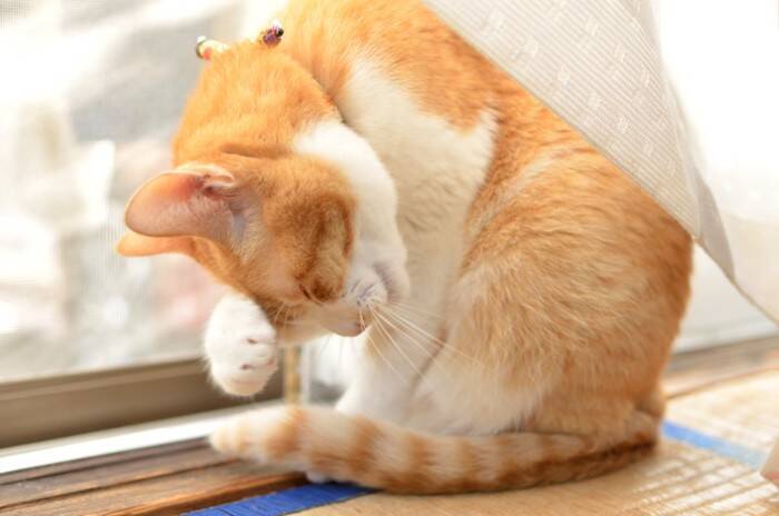 猫が寝るときにする『ナイトルーティン』7選　眠くなってきたサイン？行動の意味も解説