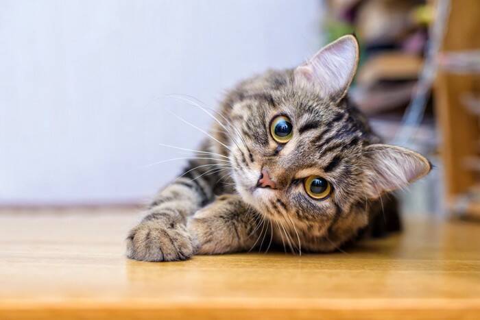 猫をご褒美で育てる『陽性強化法』の秘訣とは？　褒め方のコツや適切な取り入れ方を解説