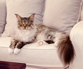 猫の『平均寿命』は種類ごとに異なる？違いが生じる理由や長生きさせるための秘訣