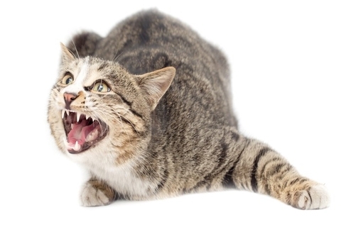 猫がいきなり『甘えなくなる』ときに疑われる原因4選　心身に異常があるかも？確認すべきポイントまで