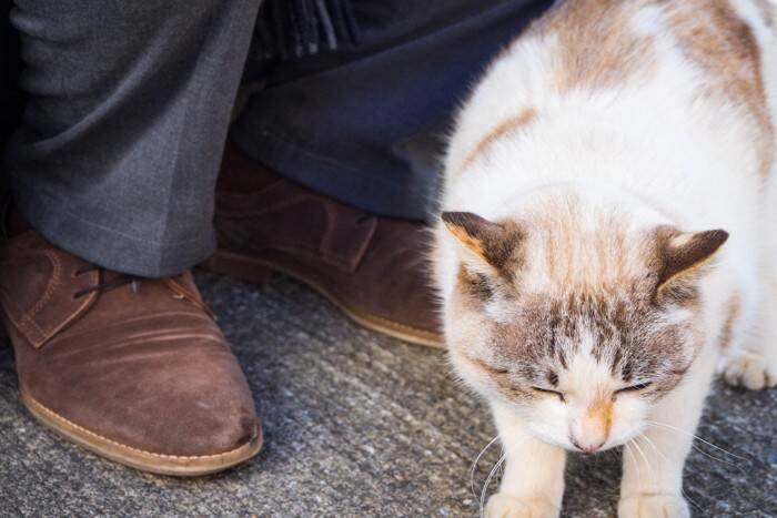 猫がいきなり『甘えなくなる』ときに疑われる原因4選　心身に異常があるかも？確認すべきポイントまで