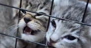 ケージの中で必死に鳴く『2匹の子猫』→顔を押し付けすぎてしまい…まさかの光景が71万表示「笑いがとまらんｗ」「顔がｗｗ」と爆笑の声