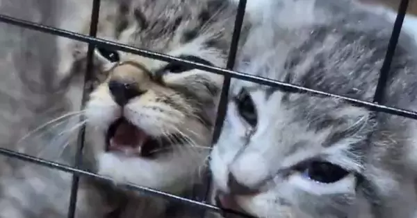 ケージの中で必死に鳴く『2匹の子猫』→顔を押し付けすぎてしまい…まさかの光景が71万表示「笑いがとまらんｗ」「顔がｗｗ」と爆笑の声