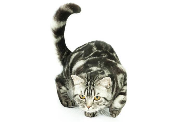 猫はなぜ『猫背』なの？考えられる3つの理由　実は重要な役割を秘めていた？