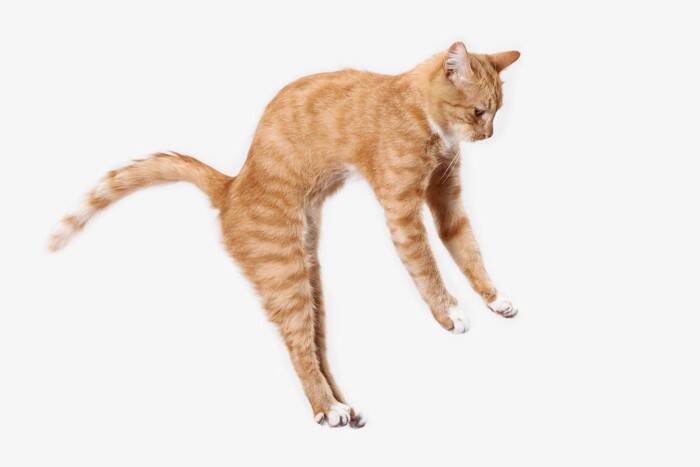 猫はなぜ『猫背』なの？考えられる3つの理由　実は重要な役割を秘めていた？