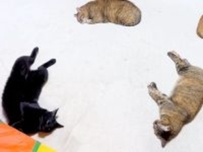 寒くなってきたのでホットカーペットをつけた結果→４匹の猫が集まって…想像以上に『ぬくぬくな光景』に反響「混じって寝たい」「たまらん」