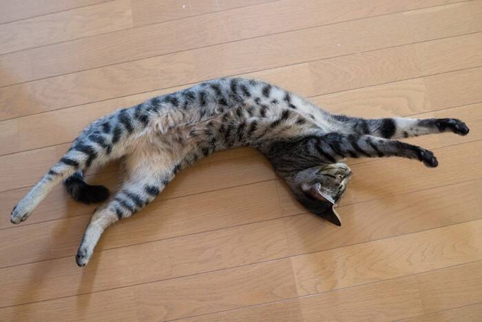 猫が体を『伸ばしている』ときの気持ち5選　実は意外な理由が隠されていた？