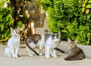 戦禍を逃れて「安全なキャンパス」へ！　 約1600匹の保護猫たちが暮らす大学構内　レバノン