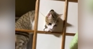 障子の枠に登った猫→飼い主さんの『目の前』で…想像以上に堂々とした『現行犯の光景』が56万再生「逮捕逮捕ｗｗ」「もう笑うしかないｗ」