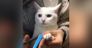 爪切りをしてもらう白猫→『顔』を見ていると…あまりにも尊い『じっと耐える様子』が173万再生「目が全てを物語っているｗ」「偉すぎ」